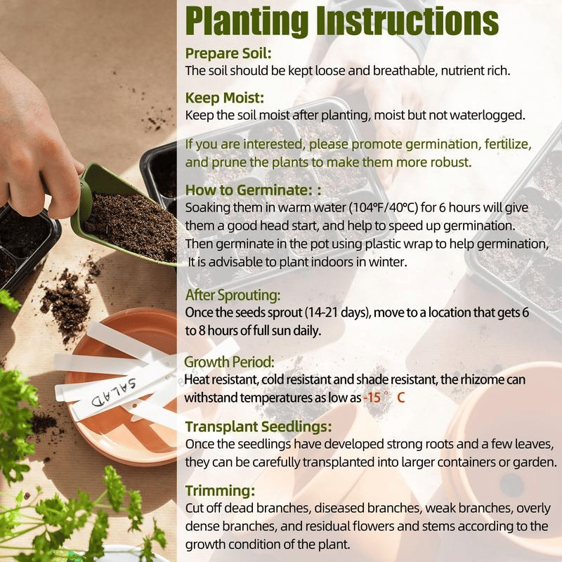 🍃 Rare Coleus seeds, ideal for perennial shade garden ornamental foliage, suitable for outdoor landscaping🌿