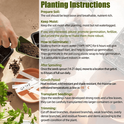 🍃 Rare Coleus seeds, ideal for perennial shade garden ornamental foliage, suitable for outdoor landscaping🌿