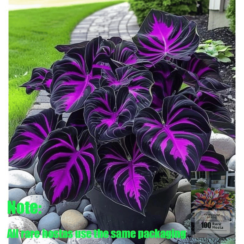 🍃 Rare Coleus seeds, ideal for perennial shade garden ornamental foliage, suitable for outdoor landscaping🌿