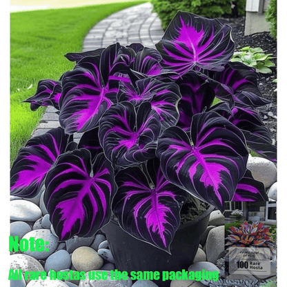 🍃 Rare Coleus seeds, ideal for perennial shade garden ornamental foliage, suitable for outdoor landscaping🌿