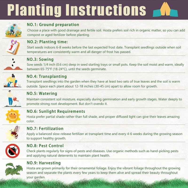 🍃 Rare Coleus seeds, ideal for perennial shade garden ornamental foliage, suitable for outdoor landscaping🌿